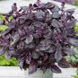 Purple Sweet Basil with Giant Leaves 200 Seeds