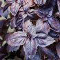 Purple Sweet Basil with Giant Leaves 200 Seeds