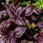 Purple Sweet Basil with Giant Leaves 200 Seeds