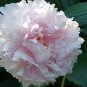 Pink and White Japanese Peony Flower 10 Seeds