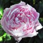 Pink and White Japanese Peony Flower 10 Seeds