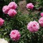 Pink and White Japanese Peony Flower 10 Seeds
