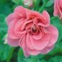 Geranium Mixed Dark Red Petals Pink Edege Flowers 20 Seeds