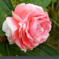 Pink Camellia Impatiens 50 Seeds