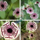 Rare Calico Monkey Flower Mimulus Pictus 200 Seeds