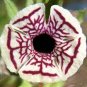 Rare Calico Monkey Flower Mimulus Pictus 200 Seeds
