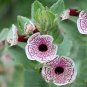 Rare Calico Monkey Flower Mimulus Pictus 200 Seeds