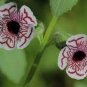 Rare Calico Monkey Flower Mimulus Pictus 200 Seeds