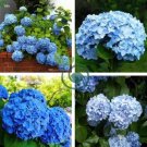 Rare Blue Bonsai Hydrangea Flower 30 seeds