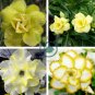 'Chizi' Adenium Whitish Transparant Double Flowers with Yellow Stripes 4 Seeds