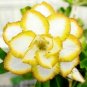 'Chizi' Adenium Whitish Transparant Double Flowers with Yellow Stripes 4 Seeds