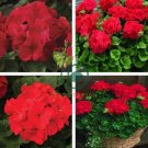 Geranium Maverick Scarlet Perennial Flower 20 Seeds