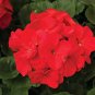 Geranium Maverick Scarlet Perennial Flower 20 Seeds