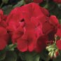 Geranium Maverick Scarlet Perennial Flower 20 Seeds