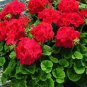 Geranium Maverick Scarlet Perennial Flower 20 Seeds