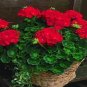 Geranium Maverick Scarlet Perennial Flower 20 Seeds