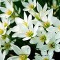 Zephyranthes carinata White Red Yellow Pink Rain Lily Flower 16 Seeds