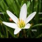 Zephyranthes carinata White Red Yellow Pink Rain Lily Flower 16 Seeds
