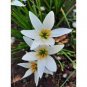Zephyranthes carinata White Red Yellow Pink Rain Lily Flower 16 Seeds
