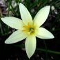 Zephyranthes carinata White Red Yellow Pink Rain Lily Flower 16 Seeds