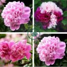 Rare 'Color Face' Dark Red Light Pink Peony Seedling Plant 10 Seeds