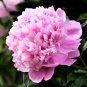 Rare 'Color Face' Dark Red Light Pink Peony Seedling Plant 10 Seeds