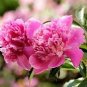 Rare 'Color Face' Dark Red Light Pink Peony Seedling Plant 10 Seeds