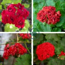 Diemierii Schafferi Zonal Geranium Red Pelargonium Flower 20 Seeds