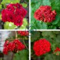 Diemierii Schafferi Zonal Geranium Red Pelargonium Flower 20 Seeds