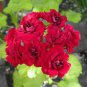 Diemierii Schafferi Zonal Geranium Red Pelargonium Flower 20 Seeds