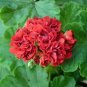 Diemierii Schafferi Zonal Geranium Red Pelargonium Flower 20 Seeds