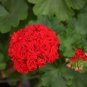 Diemierii Schafferi Zonal Geranium Red Pelargonium Flower 20 Seeds