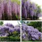Mixed wisteria seeds bonsai wisteria flower 8 Seeds