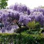 Mixed wisteria seeds bonsai wisteria flower 8 Seeds