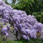Mixed wisteria seeds bonsai wisteria flower 8 Seeds