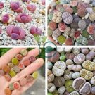 Lithops Mixed 10 Types of Living Stones 20 Seeds