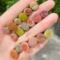 Lithops Mixed 10 Types of Living Stones 20 Seeds