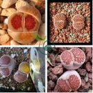 Lithops Julii 'Kosogyoku' 20 Seeds