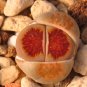 Lithops Julii 'Kosogyoku' 20 Seeds