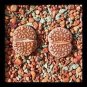Lithops Julii 'Kosogyoku' 20 Seeds