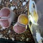 Lithops Julii 'Kosogyoku' 20 Seeds