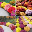 Rare Ground-cover Chrysanthemum 1000 Seeds