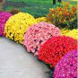 Rare Ground-cover Chrysanthemum 1000 Seeds