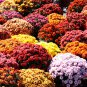 Rare Ground-cover Chrysanthemum 1000 Seeds