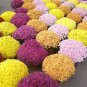 Rare Ground-cover Chrysanthemum 1000 Seeds