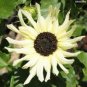 Moonshadow White Ornamental Sunflower 30 Seeds