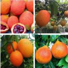 Gac Fruit Seeds Momordica Cochinchinensis Spreng 20 Seeds