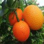 Gac Fruit Seeds Momordica Cochinchinensis Spreng 20 Seeds