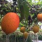 Gac Fruit Seeds Momordica Cochinchinensis Spreng 20 Seeds