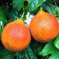 Gac Fruit Seeds Momordica Cochinchinensis Spreng 20 Seeds